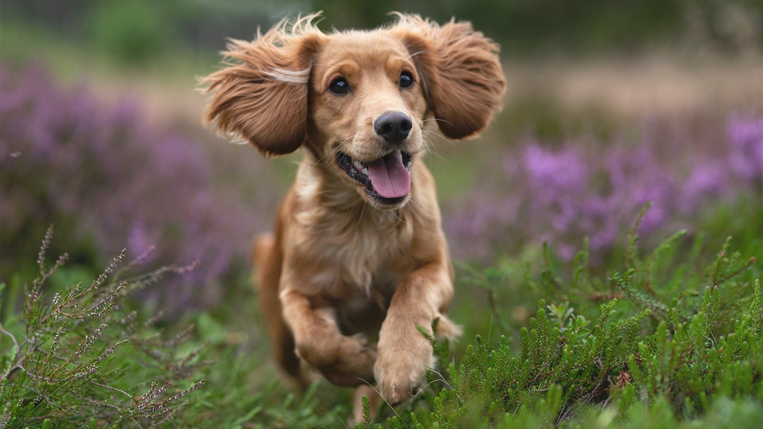 东方天亮西方暮色，辽宁险胜与杜兰特接管的篮球双重奏
