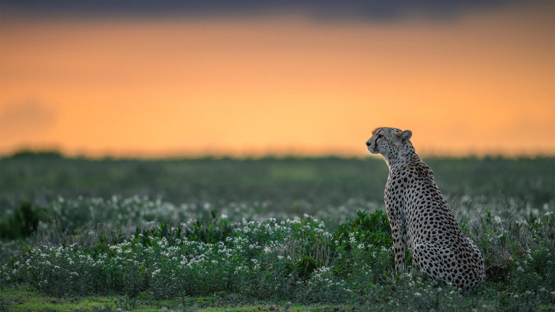 双重奏，哈弗茨的自我救赎与几内亚的弱者收割