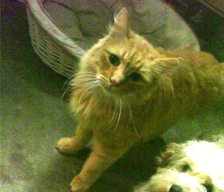 隔空对决,马克西攻防两端的统治力,与那场不存在的吉林队对阵猛龙