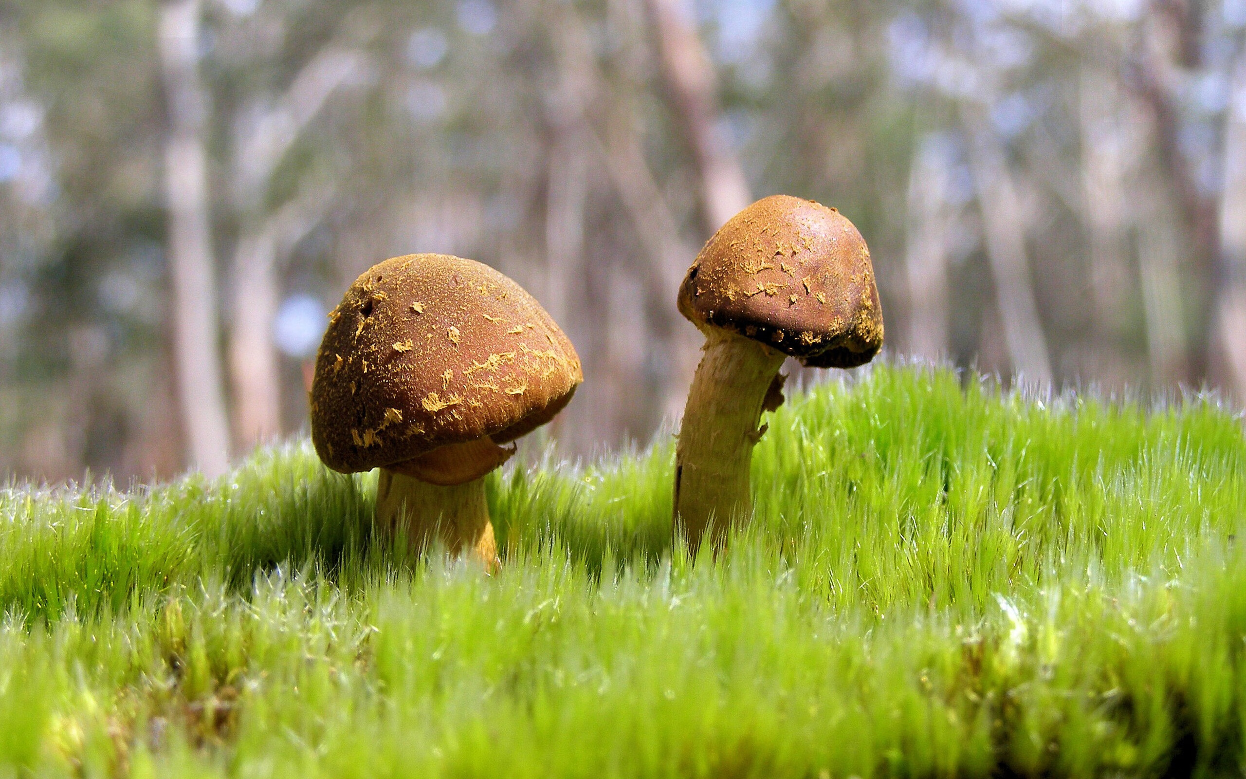 破壁之战，当锡安脚踏雷霆，深圳之剑斩落次元壁垒